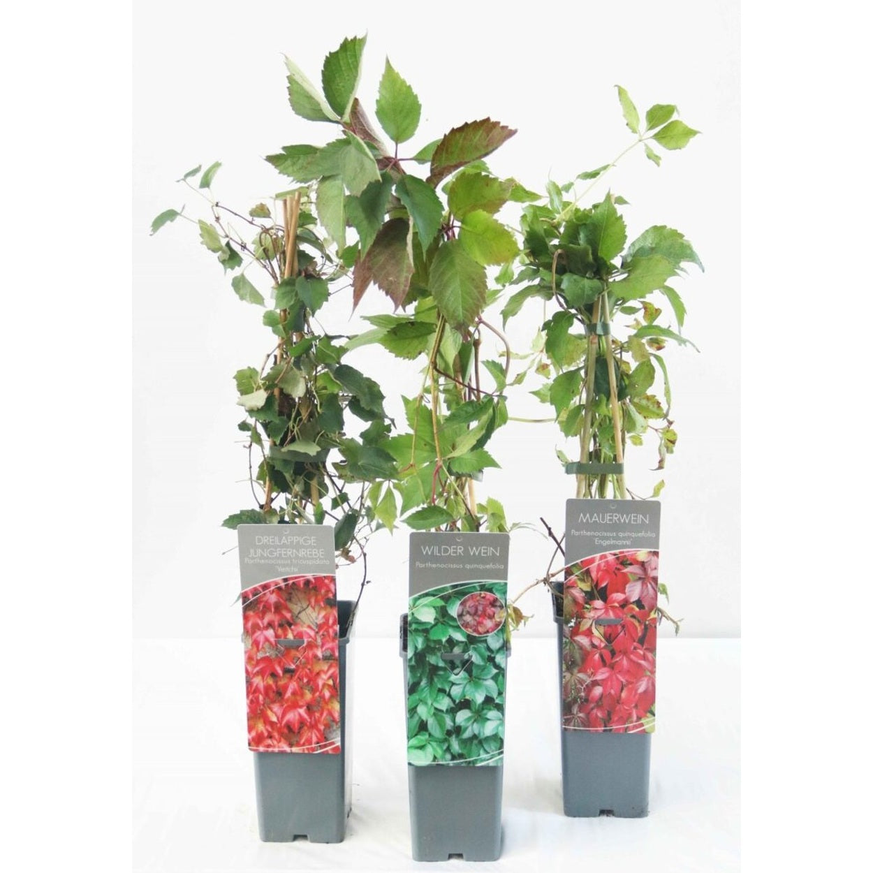 Klättervildvin – Parthenocissus quinquefolia engelmannii - C2 50-60 CM 3 Stick